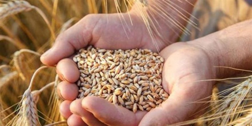 Buğday fiyatları bir haftada yüzde 40'ın üzerinde arttı