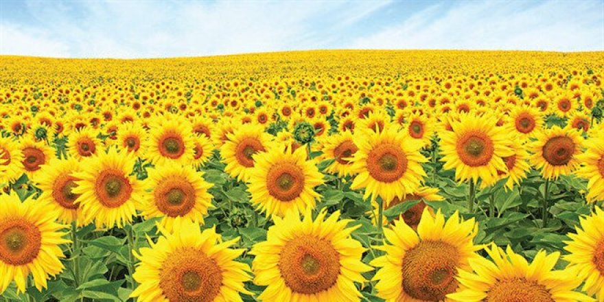 Ayçiçeği yağında yüzde 100 yerlilik hedefi!