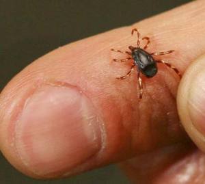 Kene kabusu geri döndü