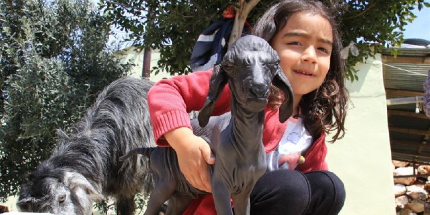 Gören şaşırdı... Tüysüz doğdu, bebek gibi bakılıyor