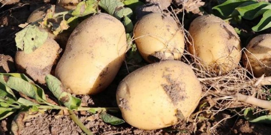 Patates krizi mi geliyor? 26 il karantinada