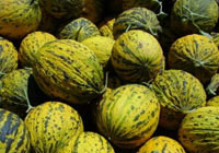 Akciğer kanserine karşı kavun