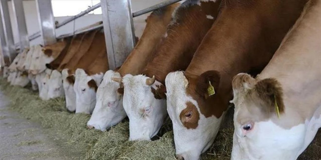 Kurban fiyatlarında yüzde 150'lik artış