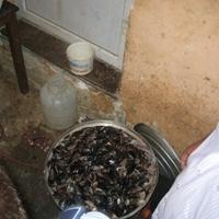 Kaçak midyecilere baskın