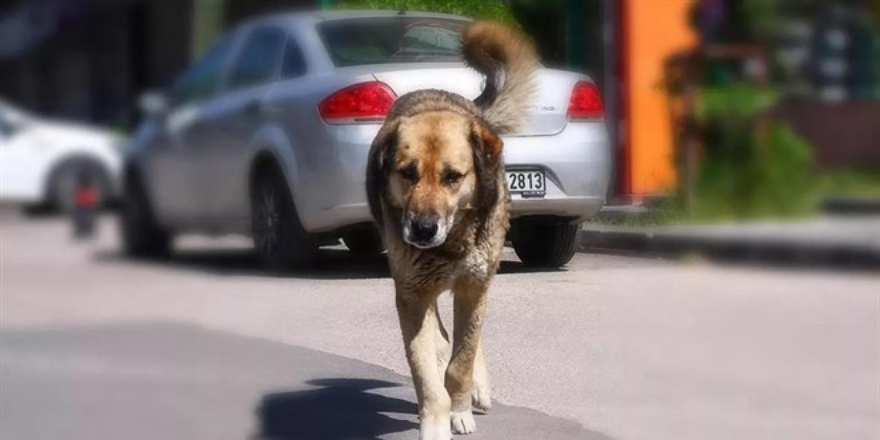 Köpek terörüne bireysel tedbir, 'köpeksavar' satışlarında büyük artış var