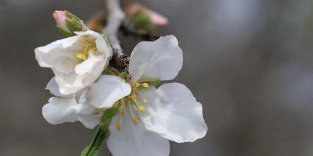 İlk cemre havaya düştü