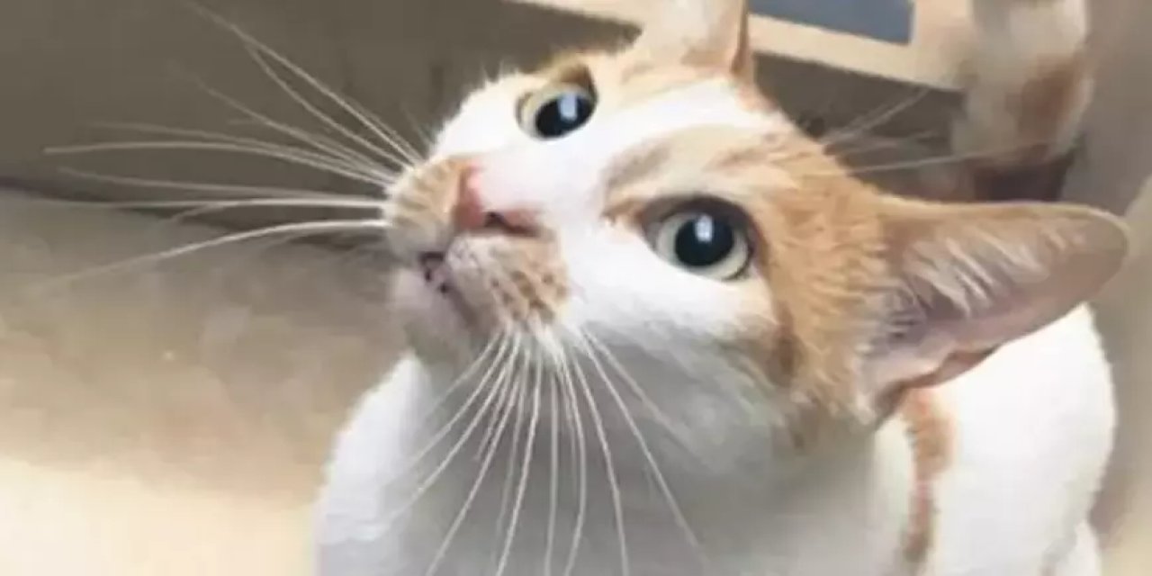 “Öğretmen kediyi 5’inci kattan attı” iddiasına savcılıktan soruşturma!