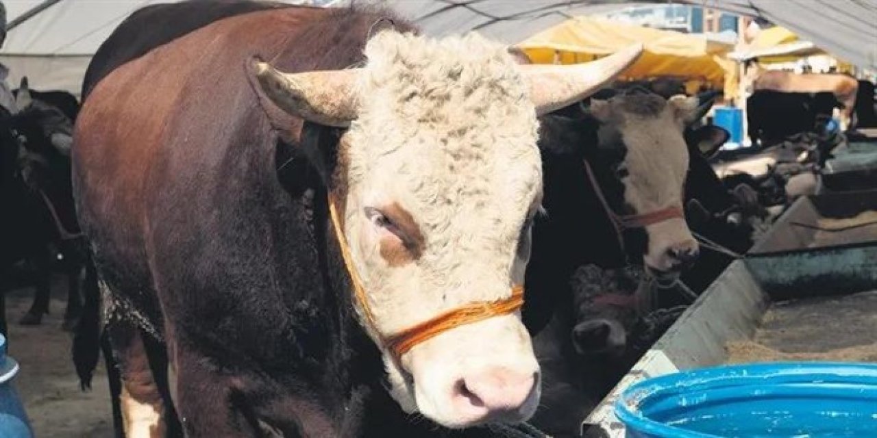 2024 Kurbanlık fiyatları belli oldu! İşte hisse bedelleri...