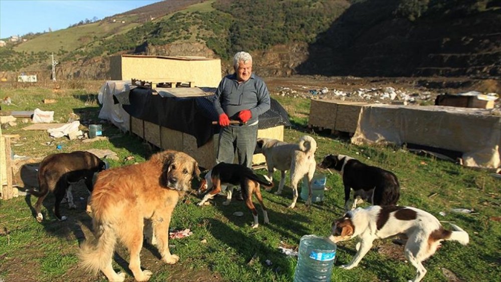 'Koca yürekli' öğretmen sokak hayvanlarına kulübe yapıyor
