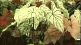 Yalova Tanıtım Filmi