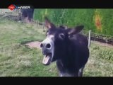 Eşeğe Acı Biber Şoku